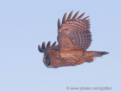 Great Gray Owl