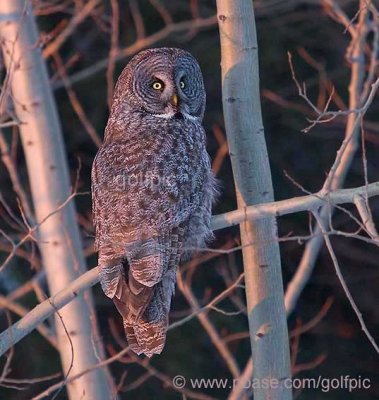 Great Gray Owl