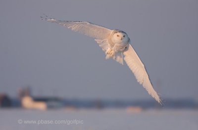 Snowy Owl (full-frame shot)