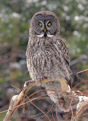 Great Gray Owl