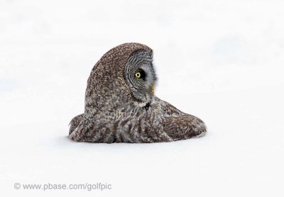 Great Gray Owl on snow