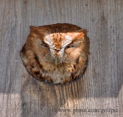 Eastern Screech Owl (red phase)