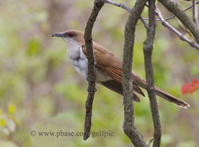 Black-billed Cuckoo with insect