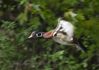 Wood Duck in flight