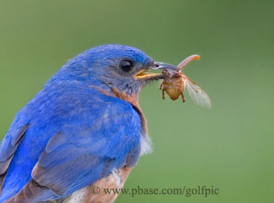 Eastern Bluebird