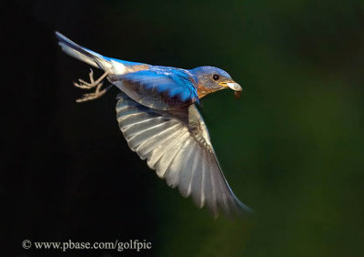 Bluebird carries away fecal sac