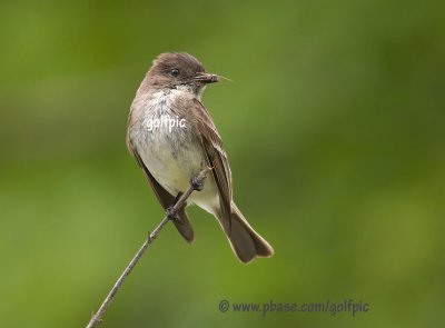 Eastern Phoebe with insect in beak