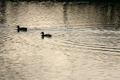 Water - Ruhrauen / Mlheim a.d. Ruhr