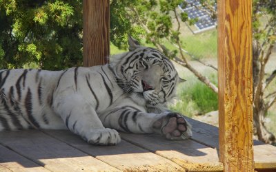 Tiger at Animal Ark, Reno Nv  Phyl.JPG