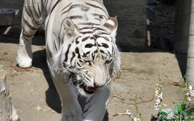 Tiger at Animal Ark, Reno, Nv.  Zach.JPG