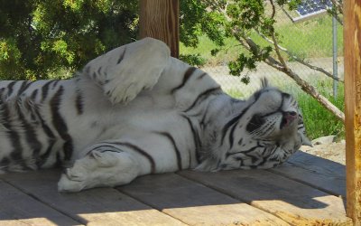 Tiger2 at Animal Ark, Reno Nv  Phyl.JPG
