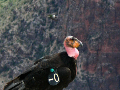 California Condor at Grand Canyon tw