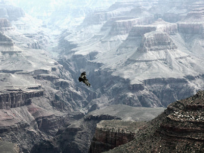 California Condon in flight at Grand Canyon tw