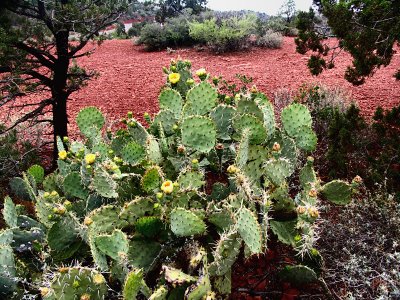 Sedona Cactus Roses tw.jpg