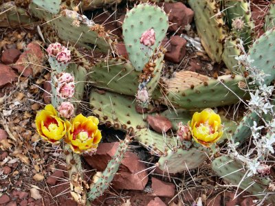 Cactus in bloom pw.JPG