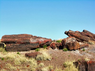 Petrified forest 2 tw.jpg