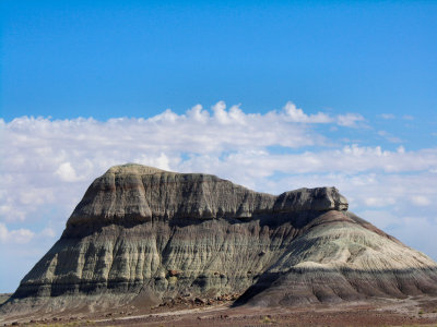 petrified forest 4 tw.jpg