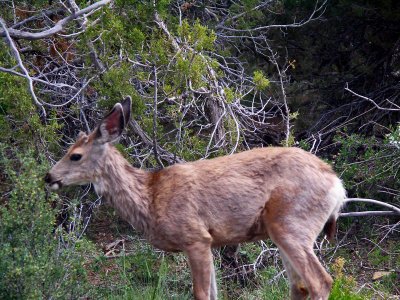 Deer in Mesa Verde National Park on one of my many hikes tw.jpg