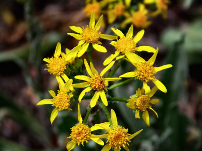 Wild flowers at Great Basin National Park pb tw.jpg