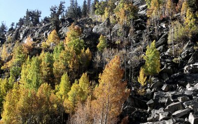 Fall Colors near Bishop Cal.TW.JPG