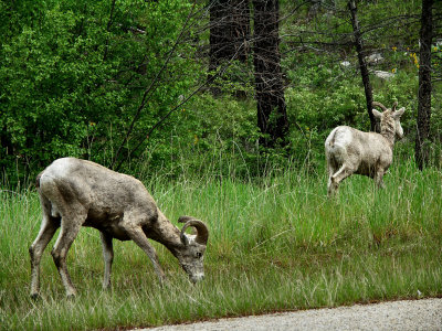 Montana Big Horn Sheep TW pic0008.jpg