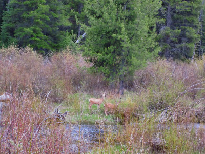 Montana Deer hiding in brush pw c.jpg