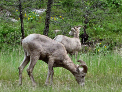 Montana Mtn Goats pw c.jpg