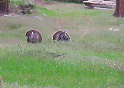 Wild Turkey pw m.jpg