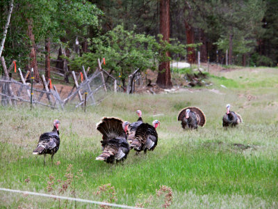 Wild Turkeys  pw m.jpg