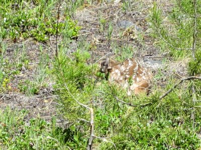 Fawn hiding, got separated from mom  pw c.jpg
