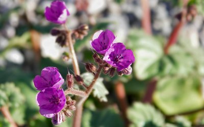 Purple Flowers in Death Valley Phyllis