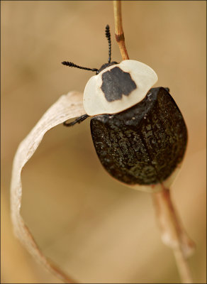 silphe d'Amrique / American Carrion Beetle / Necrophila americana