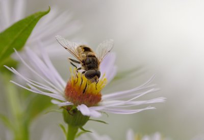 syrphe sur aster / Flower FLy on aster