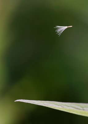 akne sur fil et feuille / achene and leaf