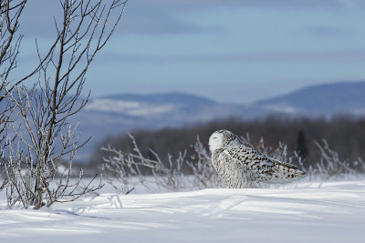 harfang des neiges / Snowy Owl