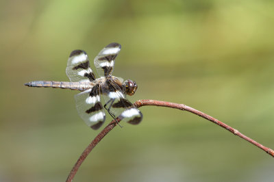 Libellule gracieuse / Twelve-spotted skimmer