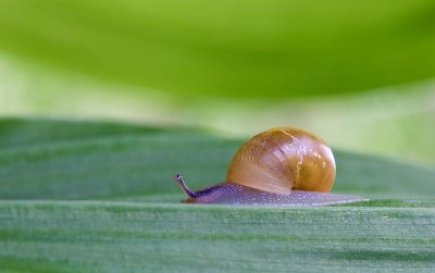 Escargot