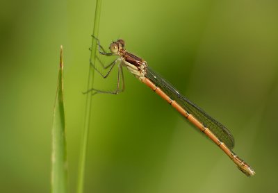 leste disjoint ? / Common spreadwing ? / Lestes disjunctus disjunctus ?