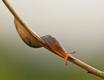 limace / Slug