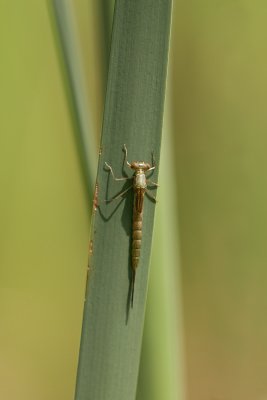 demoiselle (tat de larve) / Damselfly (larva)