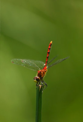 sympetrum / Meadowhawk