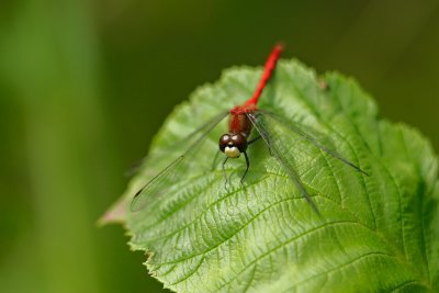 Srie : Sympetrum claireur