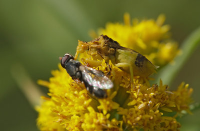 punaise embusque / Ambush Bug / Phymata americana americana