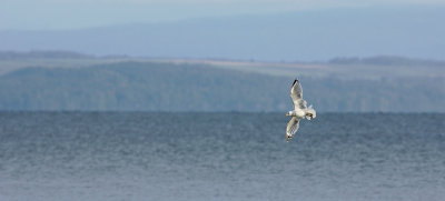 goland  bec cercl / Ring-billed Gull / Larus delawarensis