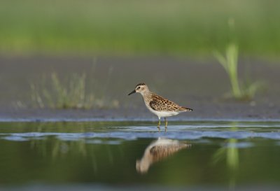 bcasseau semipalm / Semipalmated Sandpiper / Calidris pusilla