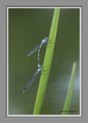 demoiselle / damselfly