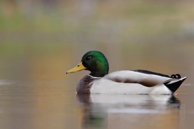 colvert mle / Mallard