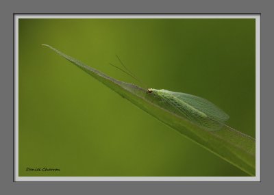 chrysope aux yeux d'or / Golden-eye lacewing / Chrysopa oculata Say