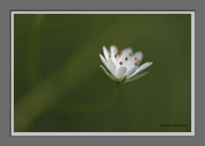 stellaire graminode / grass-leaved stitchwort