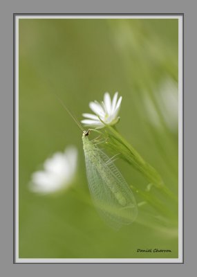 Chrysope sur stellaire / Golden-eye lacewing on Grassleave stitchwort